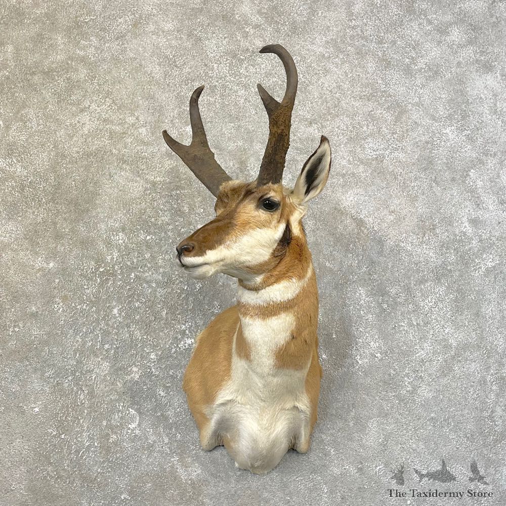 Pronghorn Taxidermy Shoulder Mount #25158 For Sale @ The Taxidermy Store