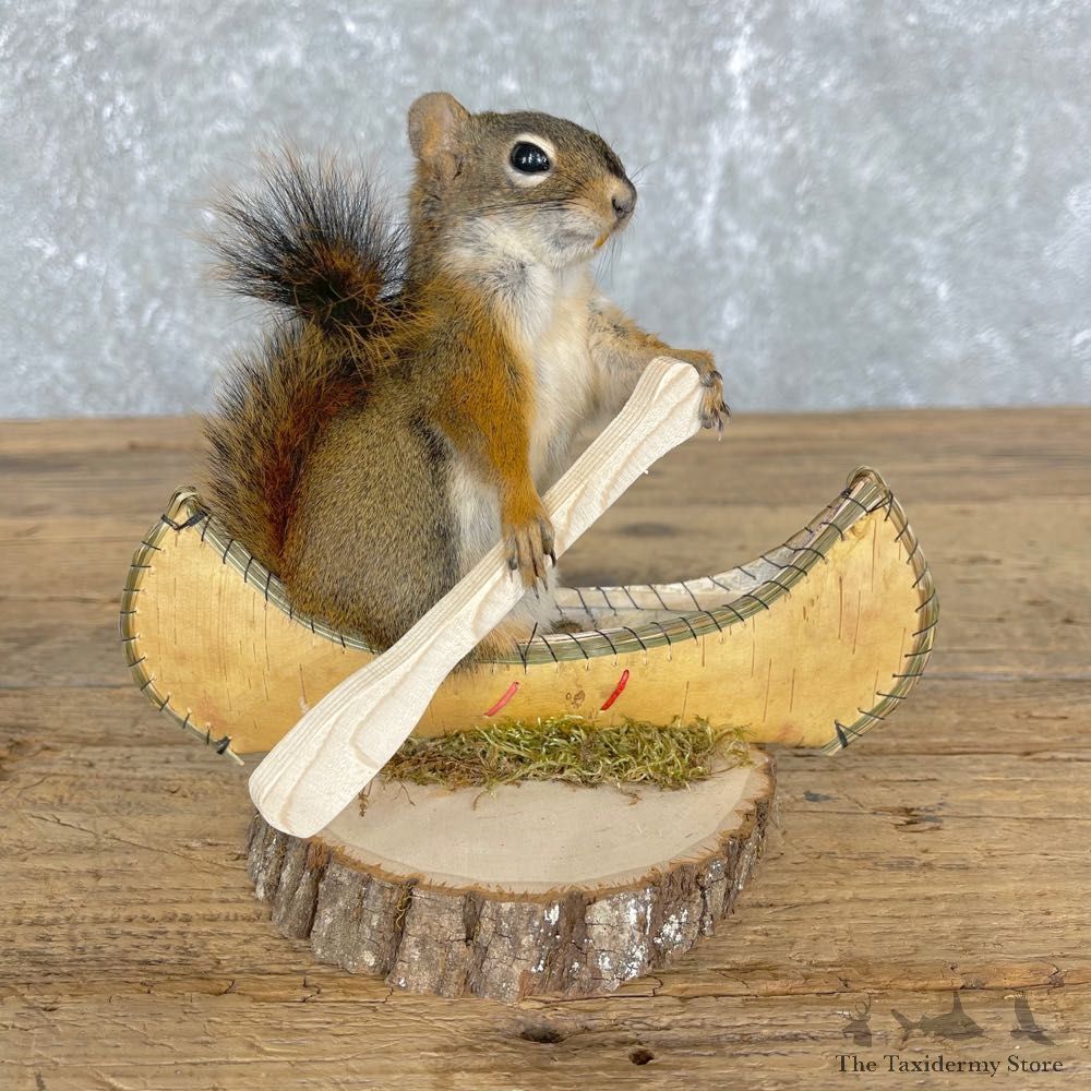 Canoe Squirrel Novelty Mount For Sale #24435 @ The Taxidermy Store