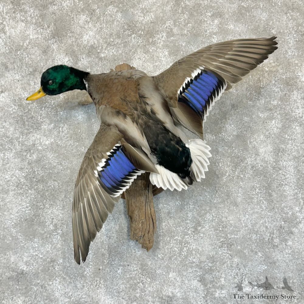 Mallard Duck Drake Mount For Sale #29133 @ The Taxidermy Store