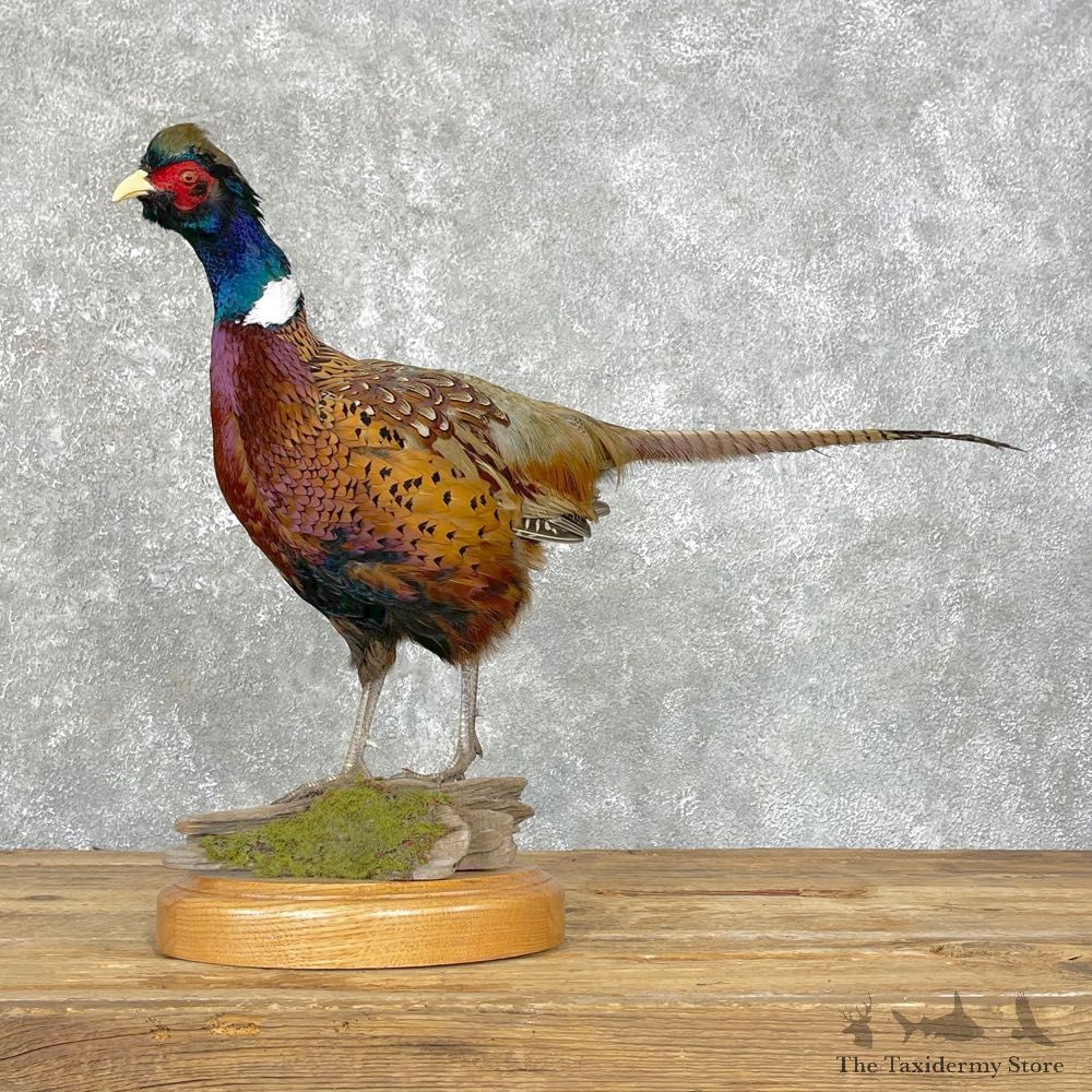 Ringneck Pheasant Bird Mount For Sale #24827 @ The Taxidermy Store