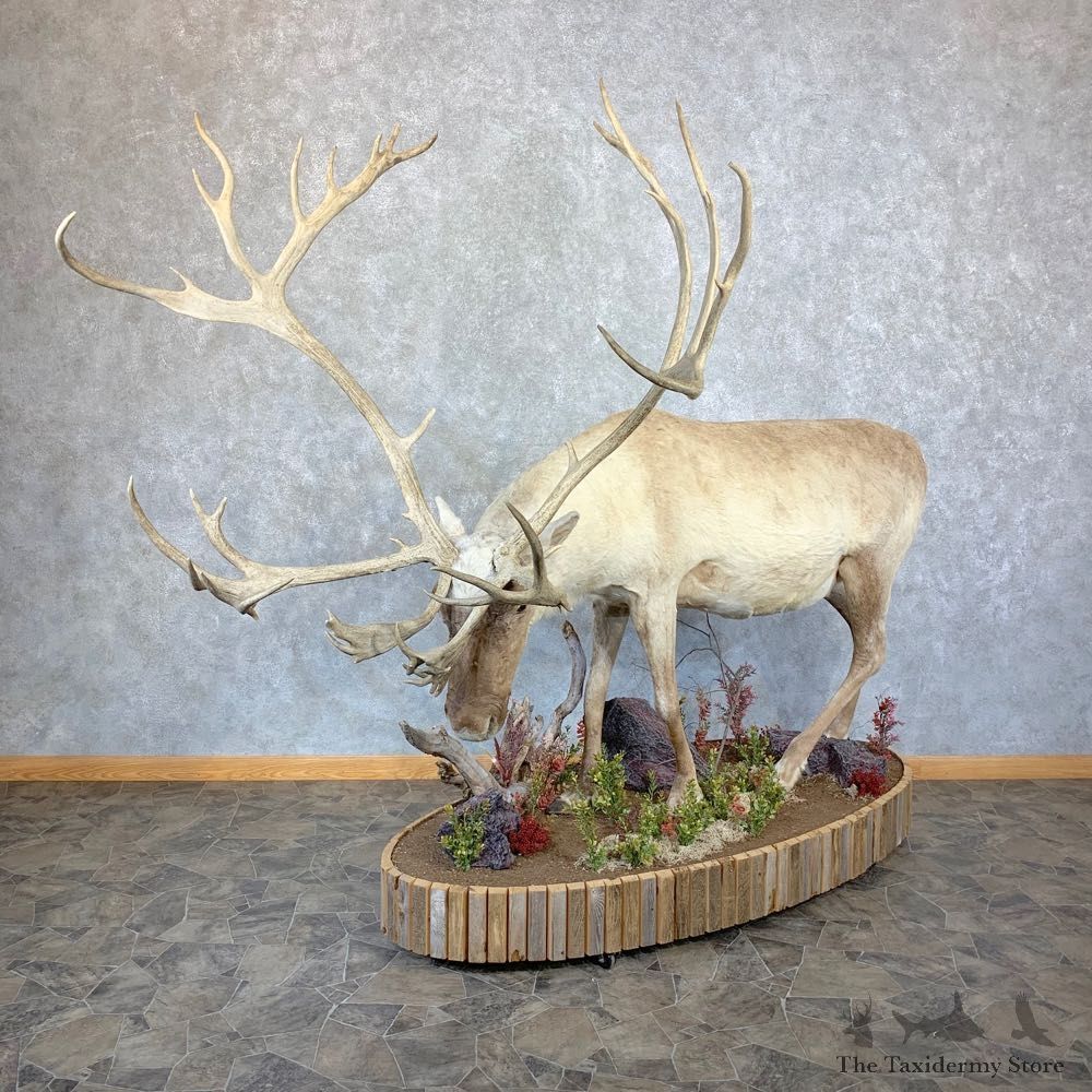 Eurasian Reindeer Life-Size Mount For Sale #21806 @ The Taxidermy Store