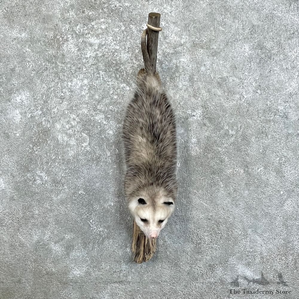 Wall Hanging Opossum Mount For Sale #27947 @ The Taxidermy Store