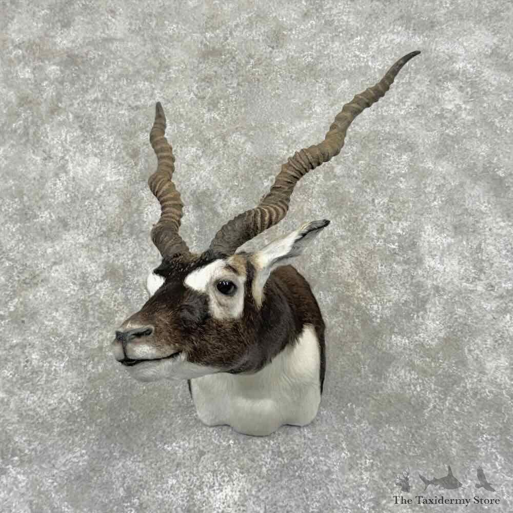 India Blackbuck Shoulder Mount For Sale #32012 @ The Taxidermy Store