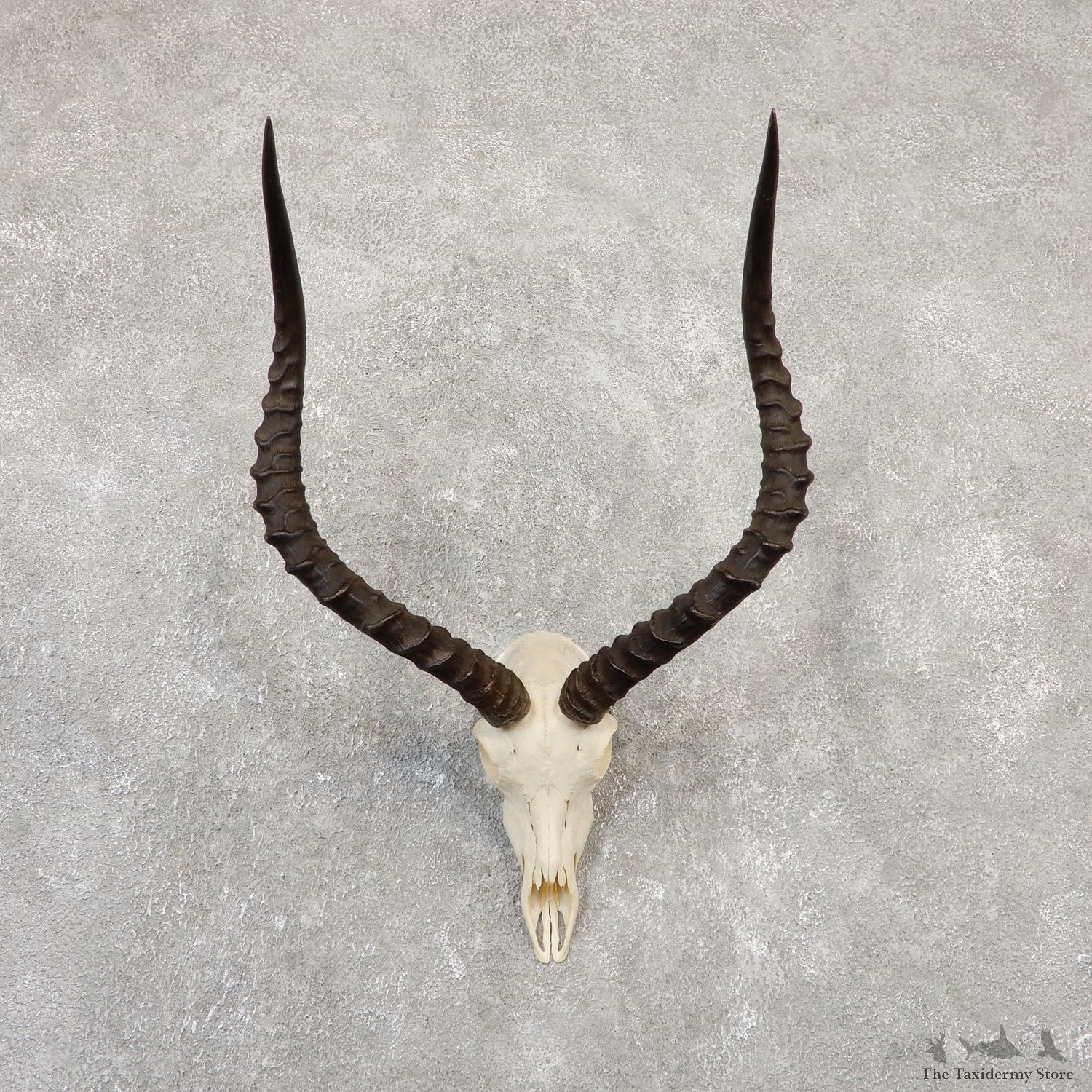 Impala Skull & Horn European Mount For Sale #20045 @ The Taxidermy Store