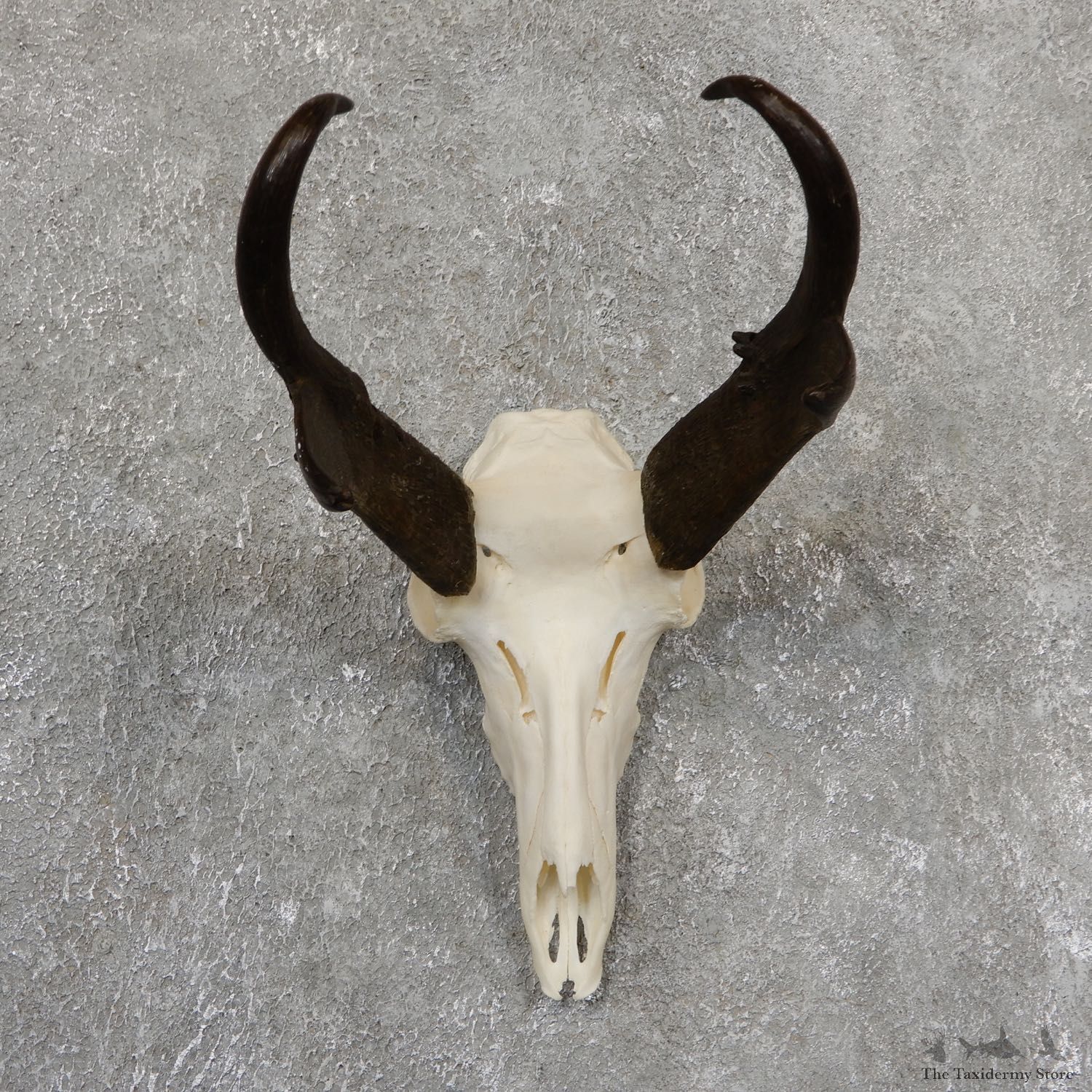 Pronghorn Skull & Horns European Mount #19822 For Sale @ The Taxidermy Store