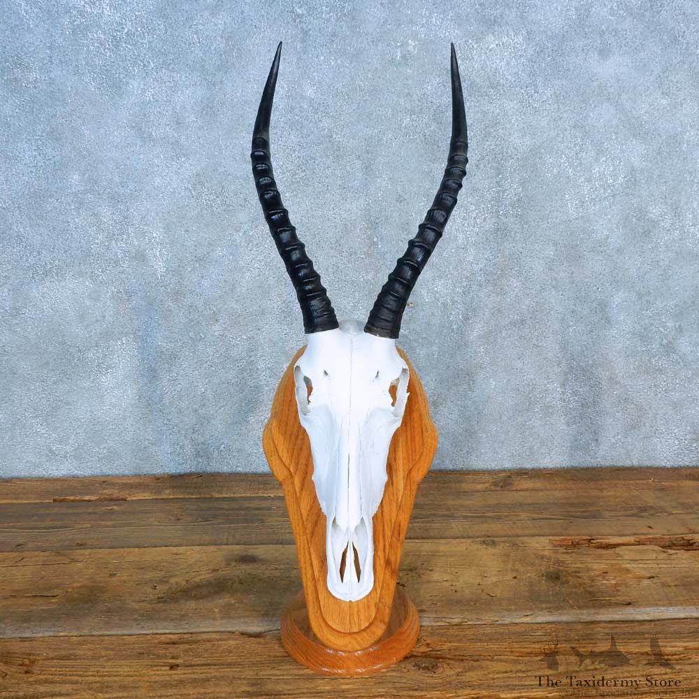 African Blesbok Skull European Mount For Sale #15569 @ The Taxidermy Store