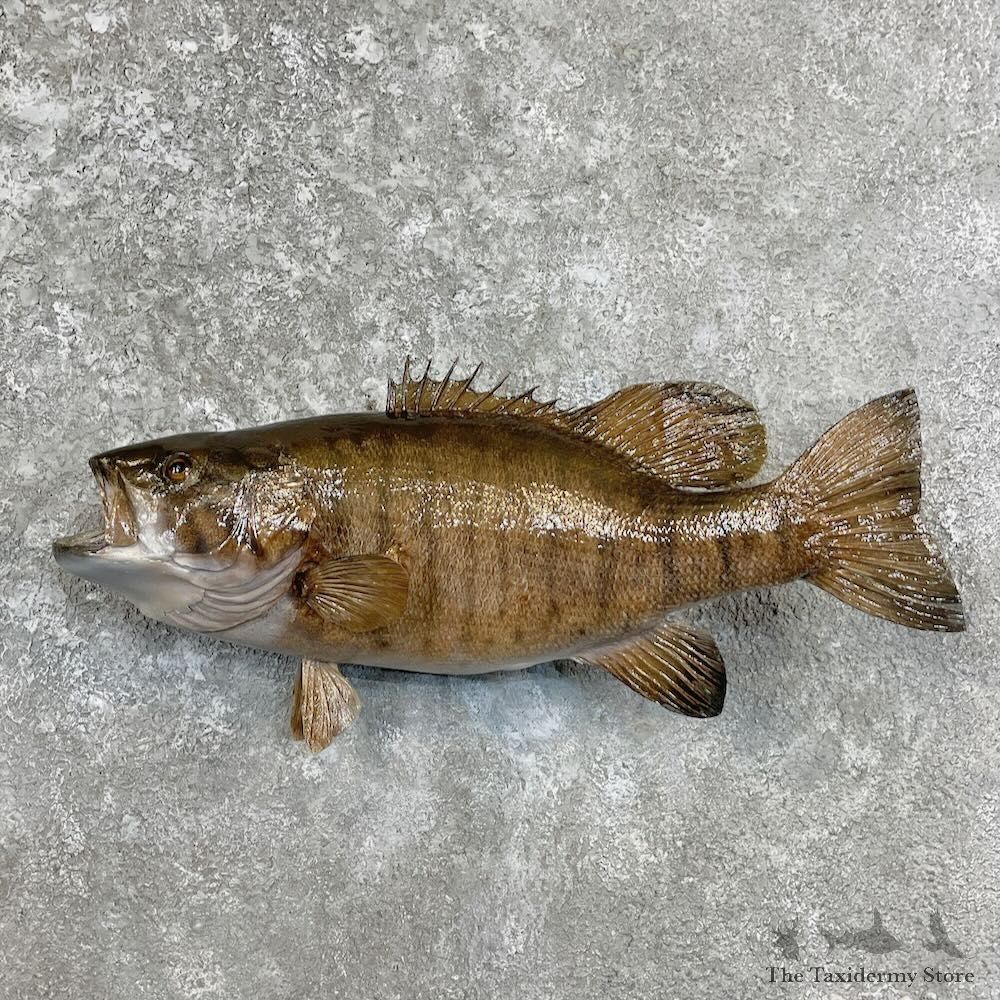 Smallmouth Bass Fish Mount For Sale #27949 @ The Taxidermy Store