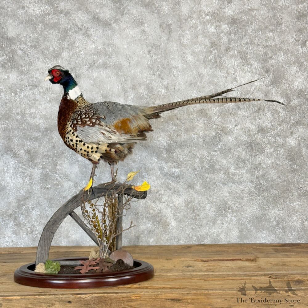 Ringneck Pheasant Bird Mount For Sale #28986 @ The Taxidermy Store