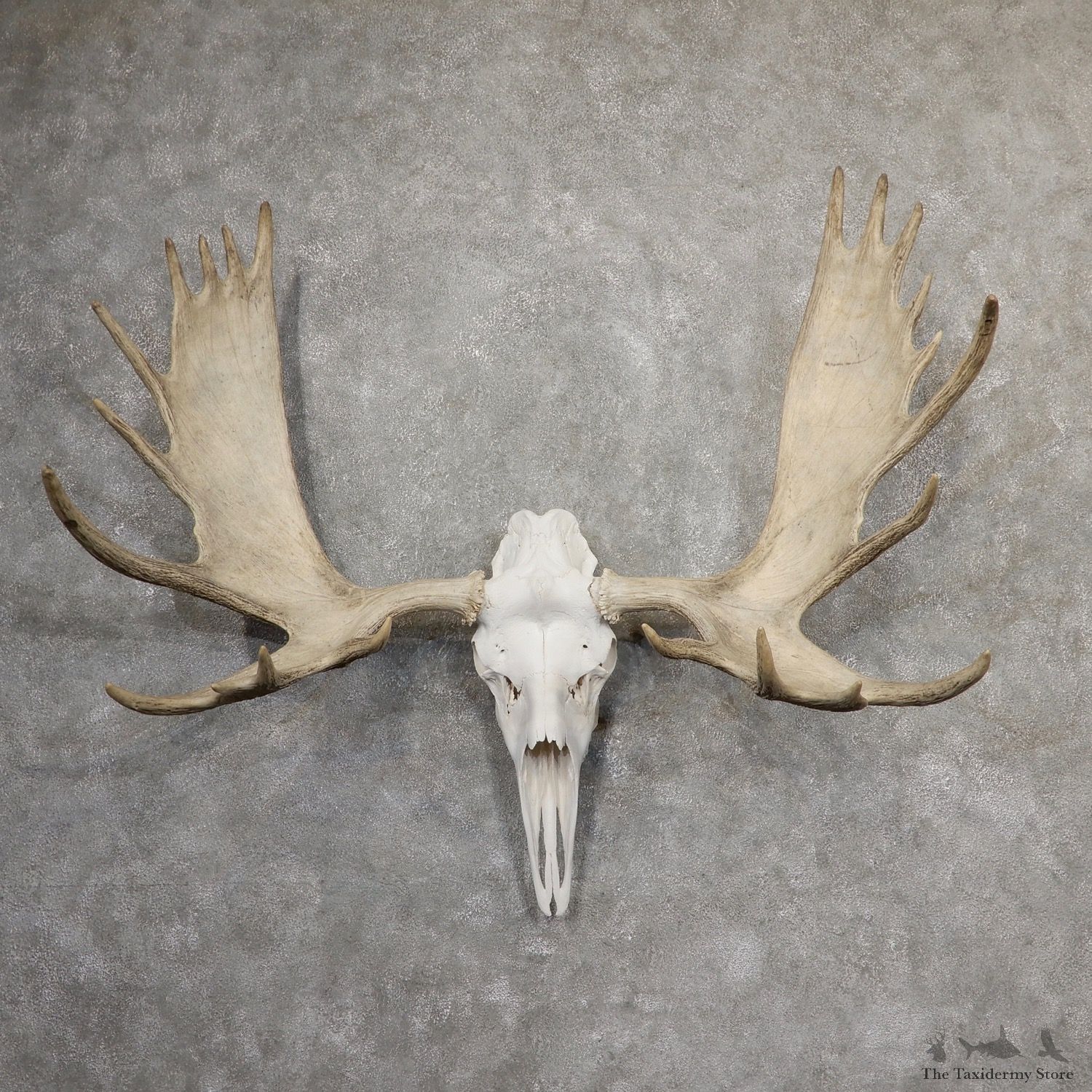 Alaskan Yukon Moose Skull European Mount For Sale #19053 @ The Taxidermy Store