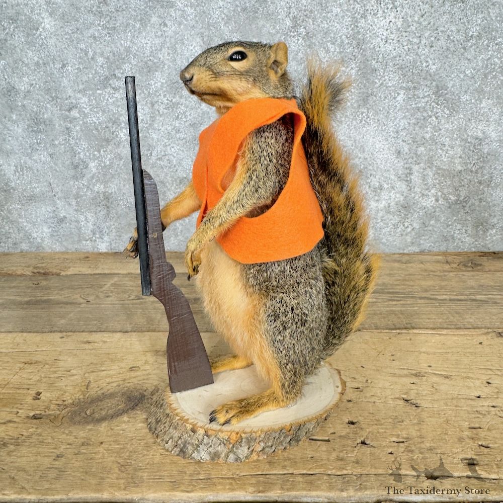 Hunting Squirrel Novelty Mount For Sale #29487 @ The Taxidermy Store