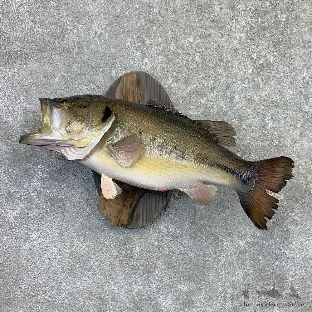 Largemouth Bass Fish Mount For Sale #23152 @ The Taxidermy Store