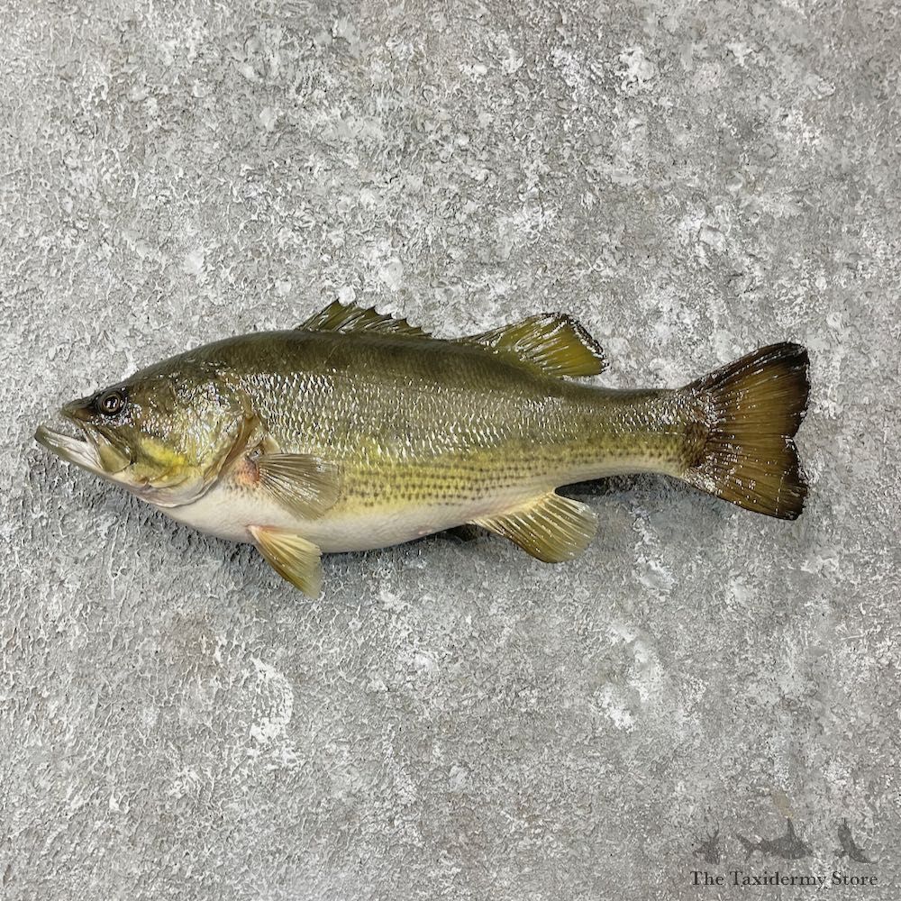 Largemouth Bass Fish Mount For Sale #26147 @ The Taxidermy Store