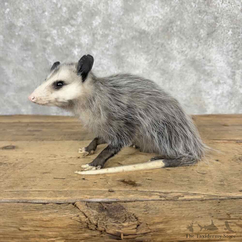 Opossum Life Size Mount For Sale #32052 @ The Taxidermy Store