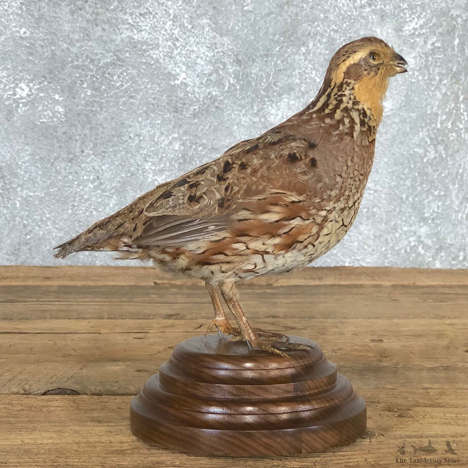 Female Bobwhite Quail Bird Mount For Sale #19797 @ The Taxidermy Store