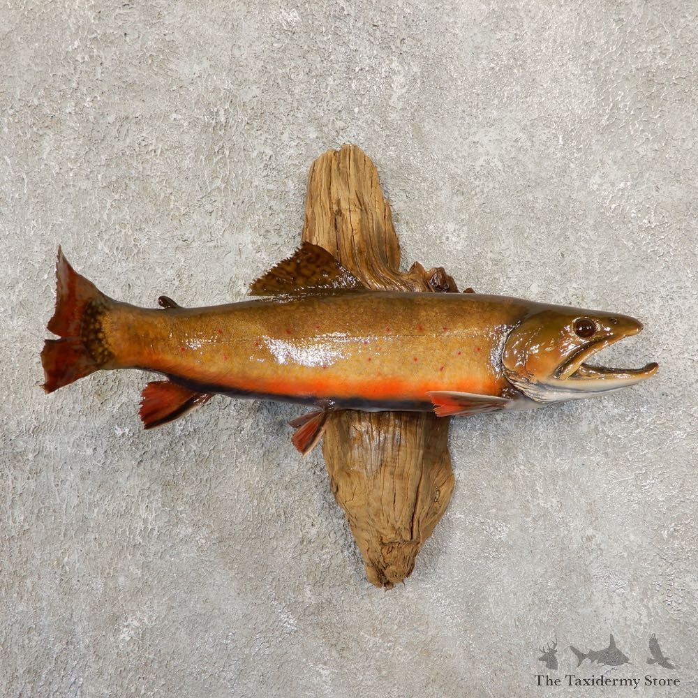 Brook Trout Fish Mount For Sale #20843 @ The Taxidermy Store
