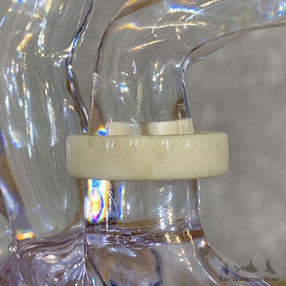 Whitetail Deer Antler Ring For Sale #21214 @ The Taxidermy Store