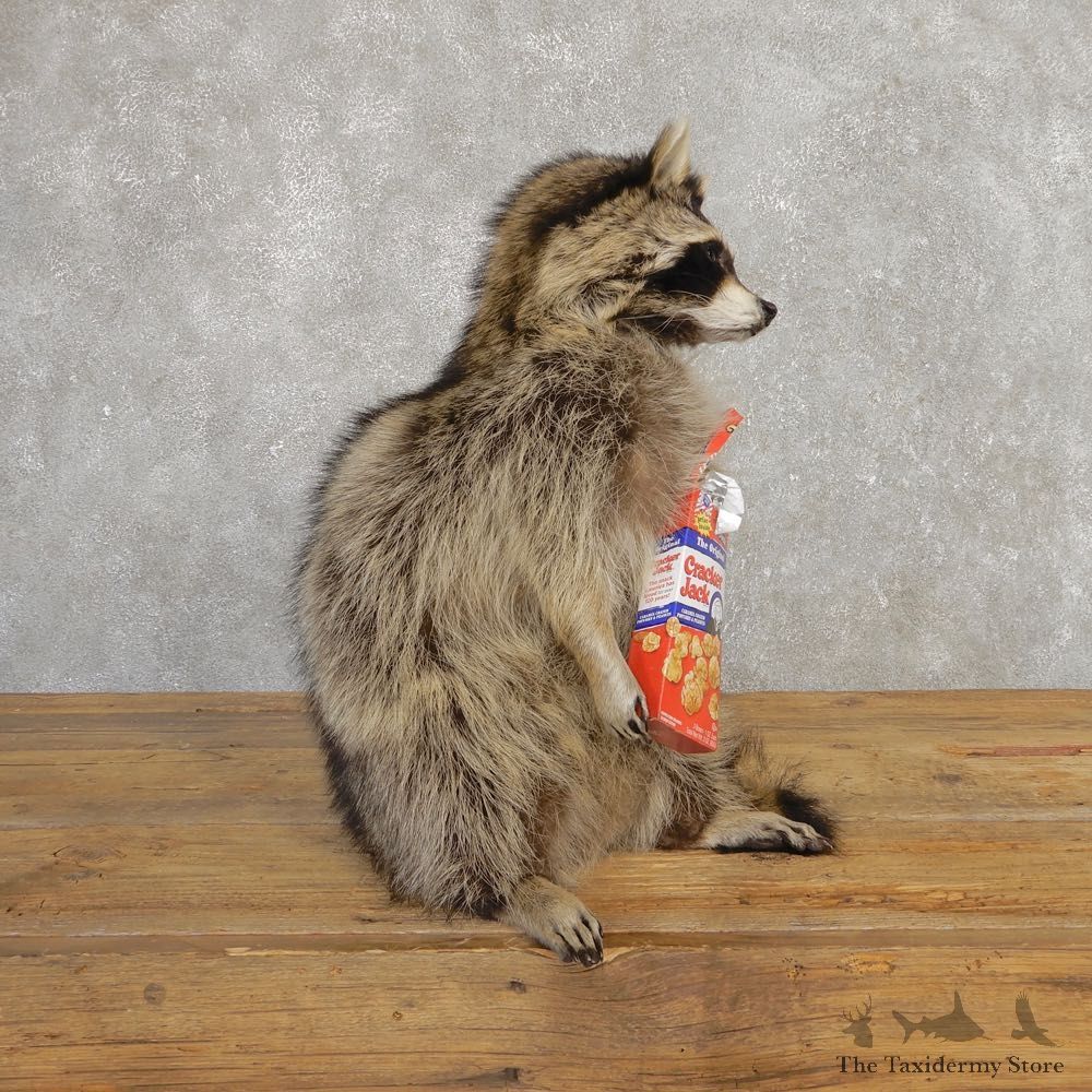 “Cracker Jack” Raccoon Mount For Sale #20190 @ The Taxidermy Store