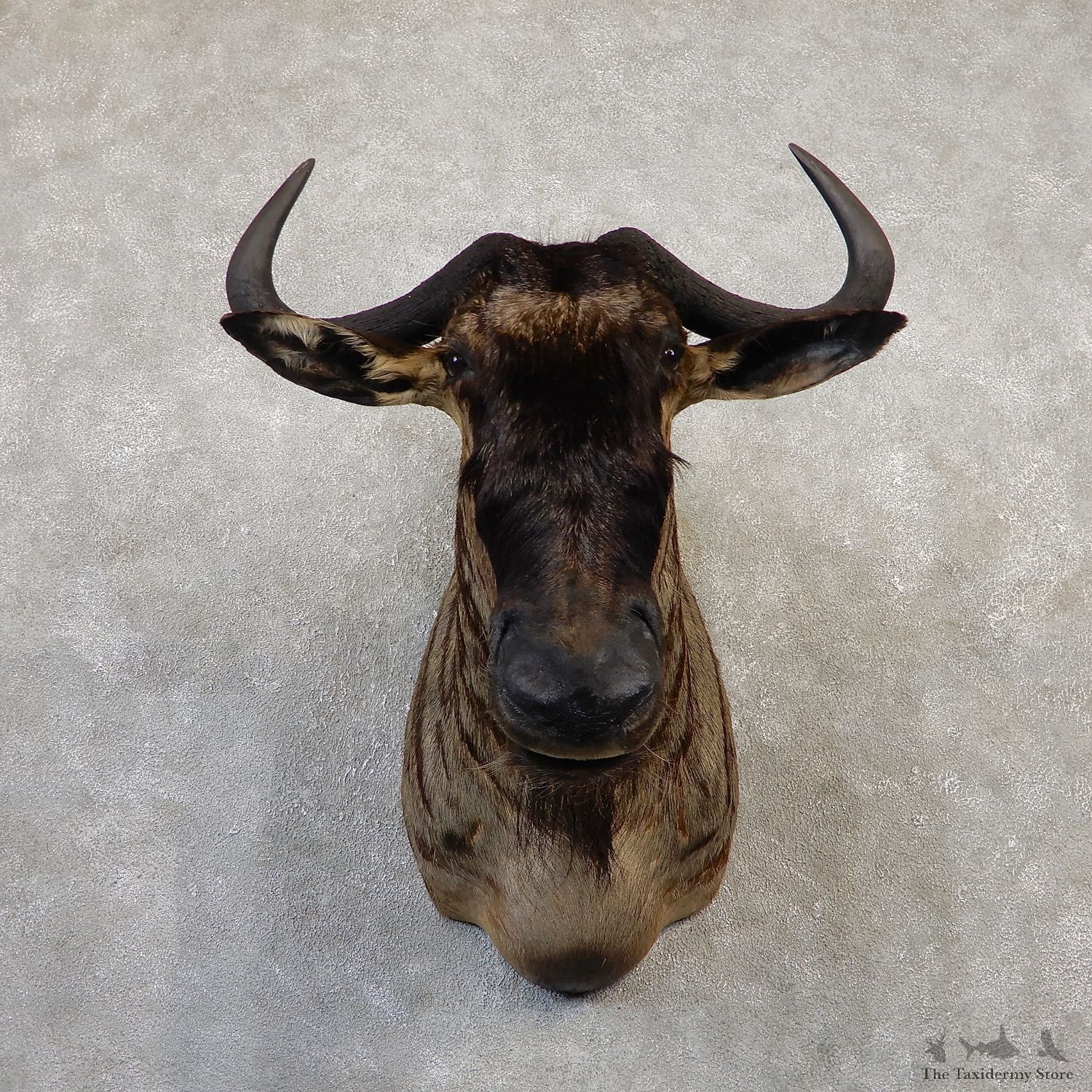 Blue Wildebeest Shoulder Mount For Sale #20039 @ The Taxidermy Store