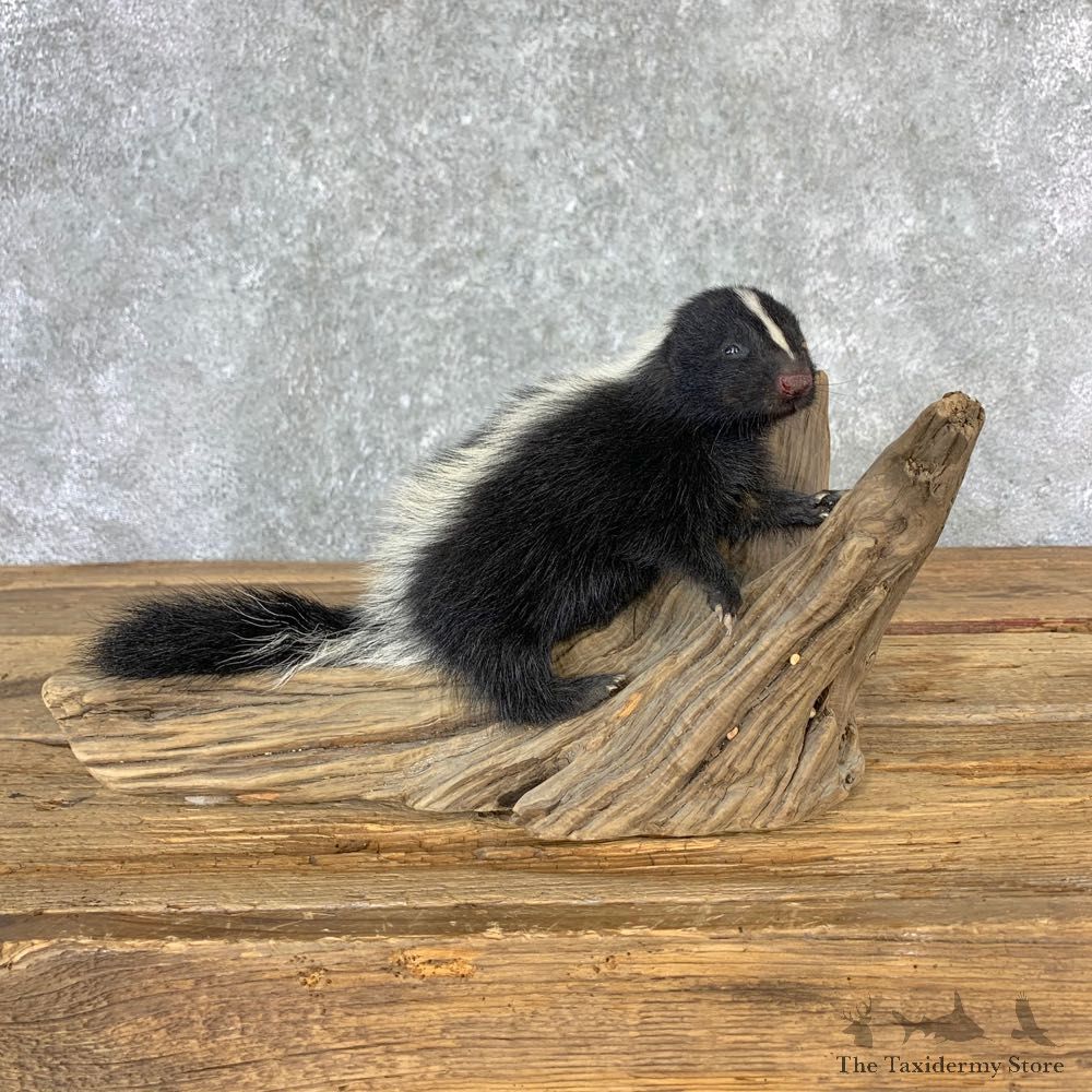 Adolescent Skunk Taxidermy Mount #23228 For Sale @ The Taxidermy Store