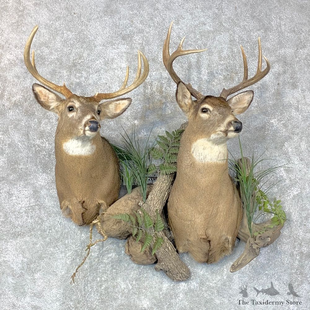 Whitetail Deer Shoulder Taxidermy Mount Pair For Sale #23659 @ The Taxidermy Store