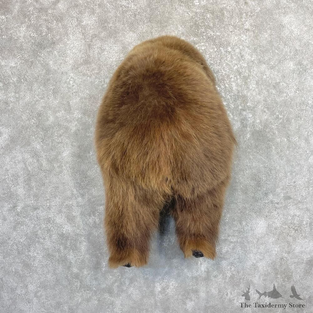 Grizzly Bear Novelty Butt Mount For Sale #27635 @ The Taxidermy Store