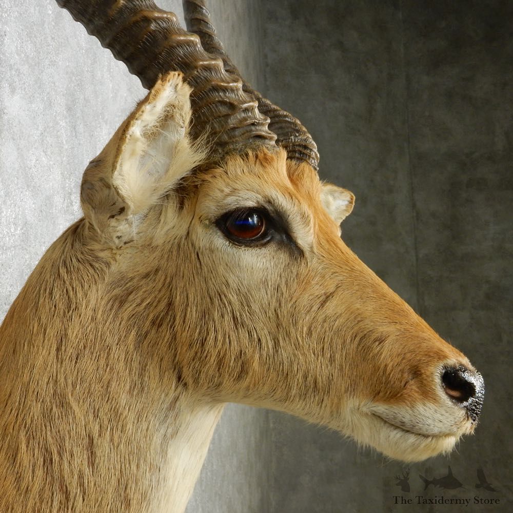 Common Lechwe Shoulder Mount For Sale #14564 @ The Taxidermy Store