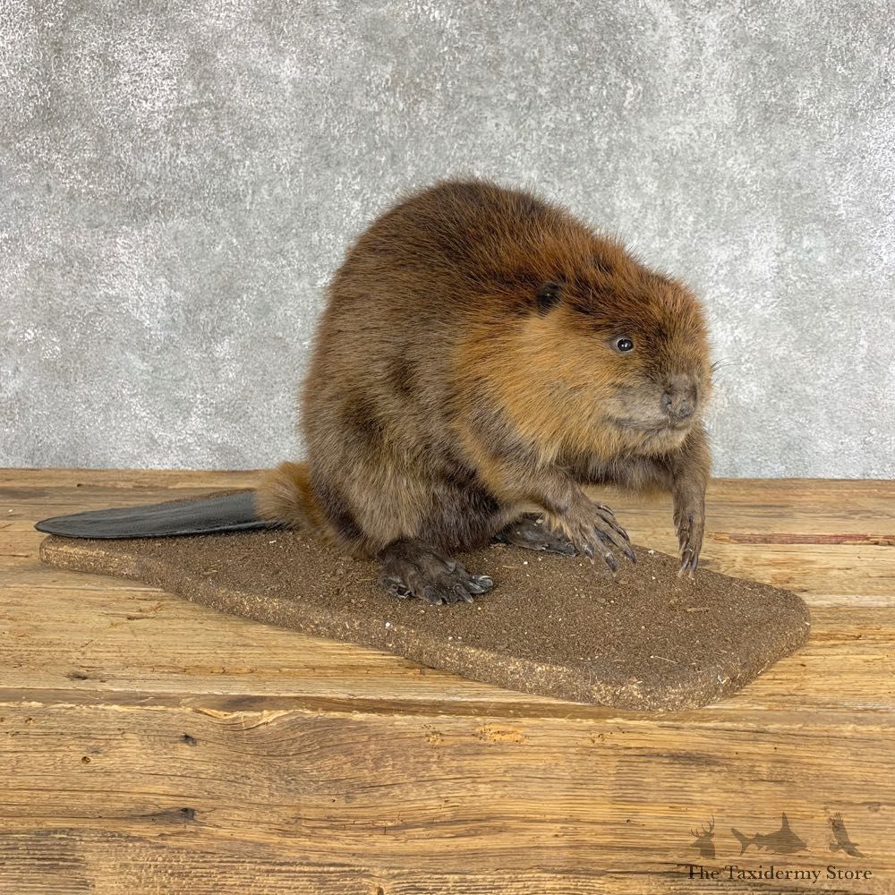 North American Beaver Mount For Sale #22203 @ The Taxidermy Store