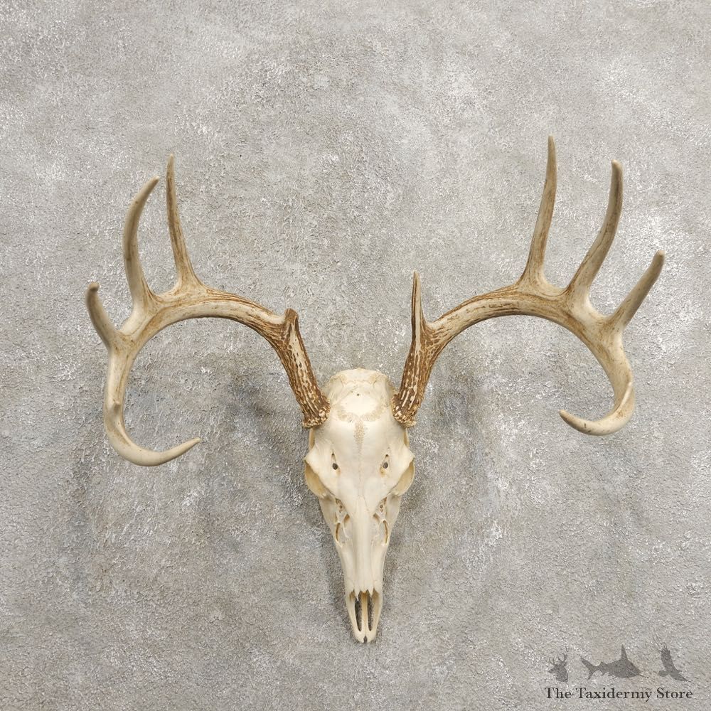 Whitetail Deer Skull European Mount For Sale #20457 @ The Taxidermy Store