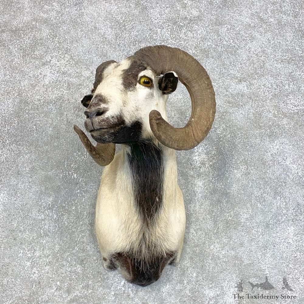 Corsican Ram Shoulder Mount For Sale #21730 @ The Taxidermy Store