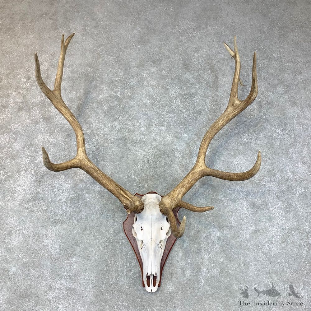 Rocky Mountain Elk Plaque Mount For Sale #22644 @ The Taxidermy Store