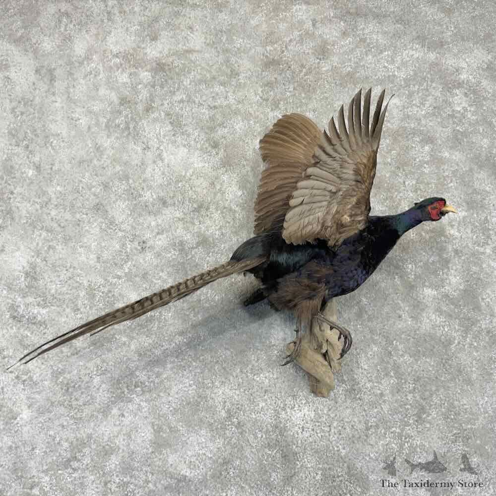 Black Pheasant Bird Mount For Sale #31692 @ The Taxidermy Store