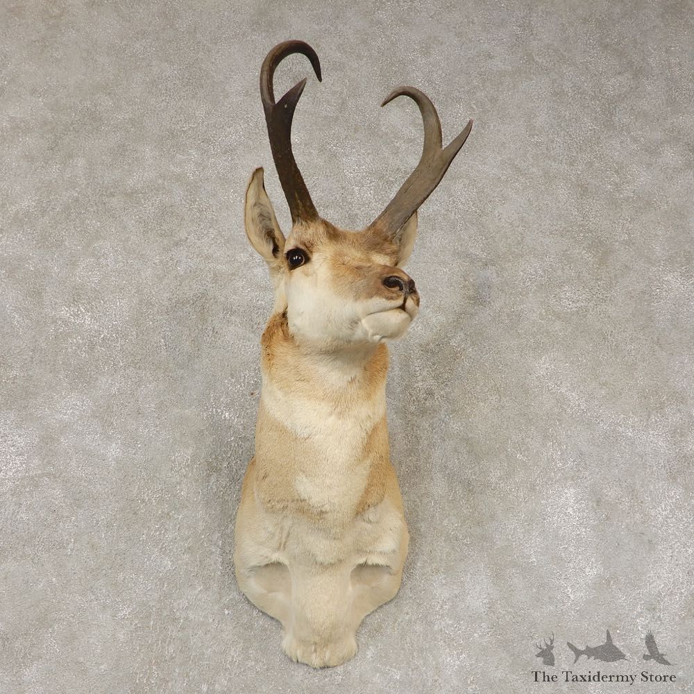 Pronghorn Antelope Shoulder Mount For Sale #21442 @ The Taxidermy Store