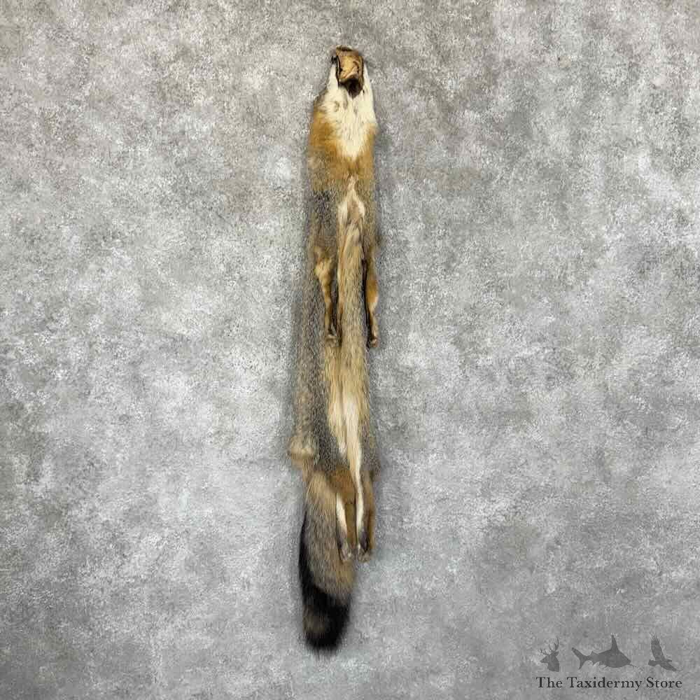 Grey Fox Tanned Hide For Sale #30958 @ The Taxidermy Store
