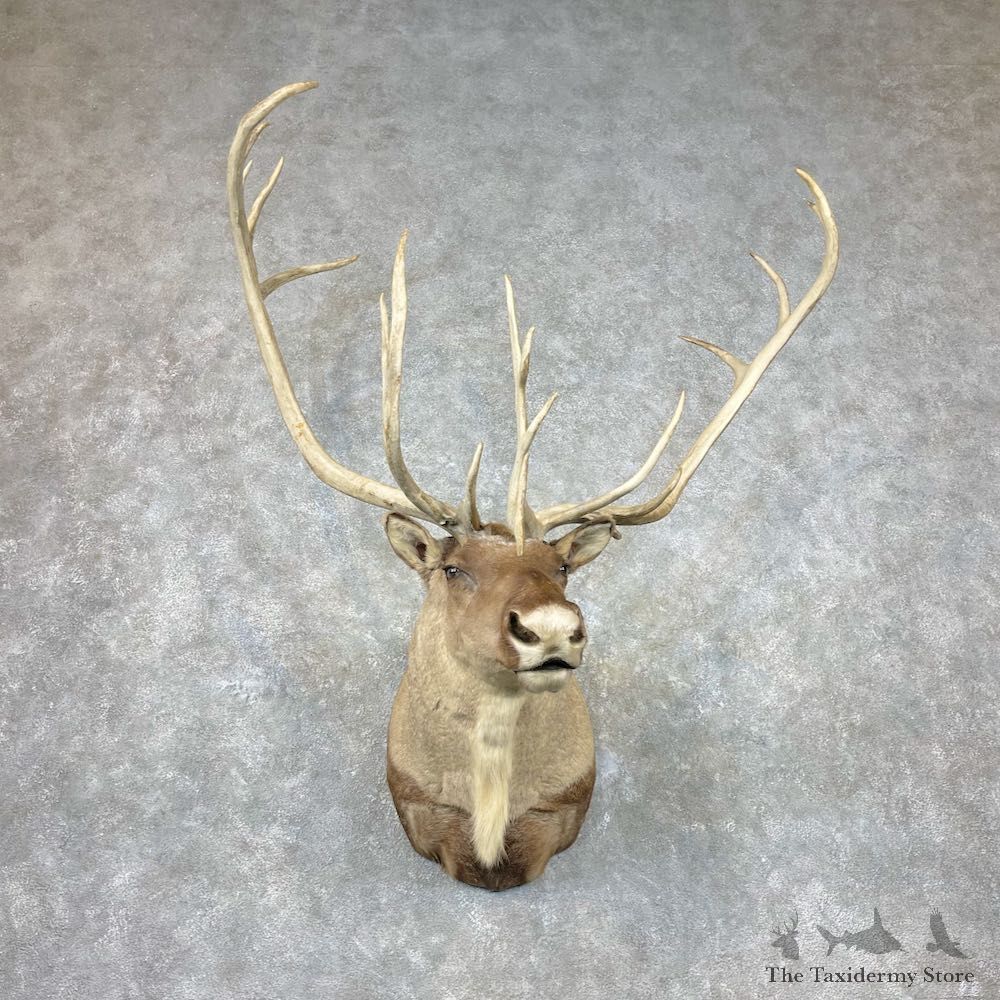 Mountain Caribou Shoulder Mount For Sale #26864 @ The Taxidermy Store