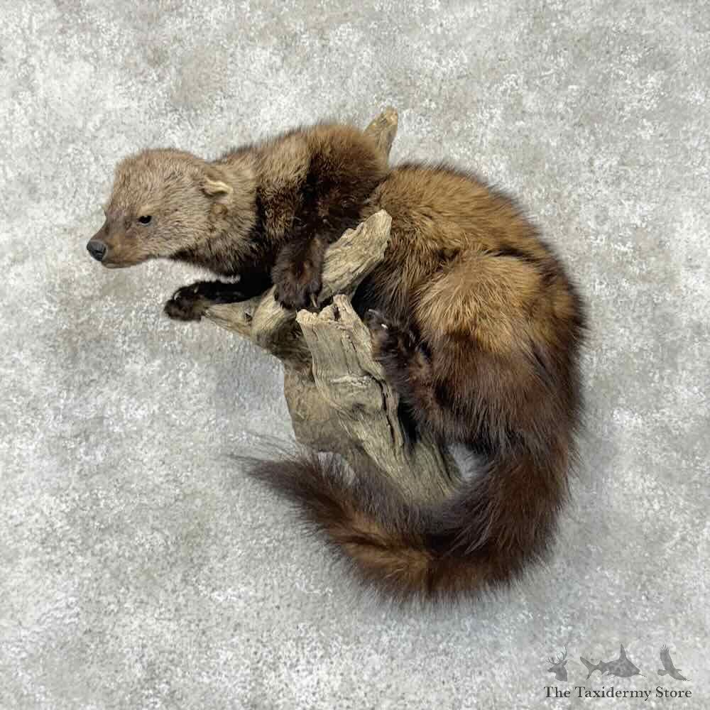 Fisher Life-Size Mount For Sale #30495 @ The Taxidermy Store