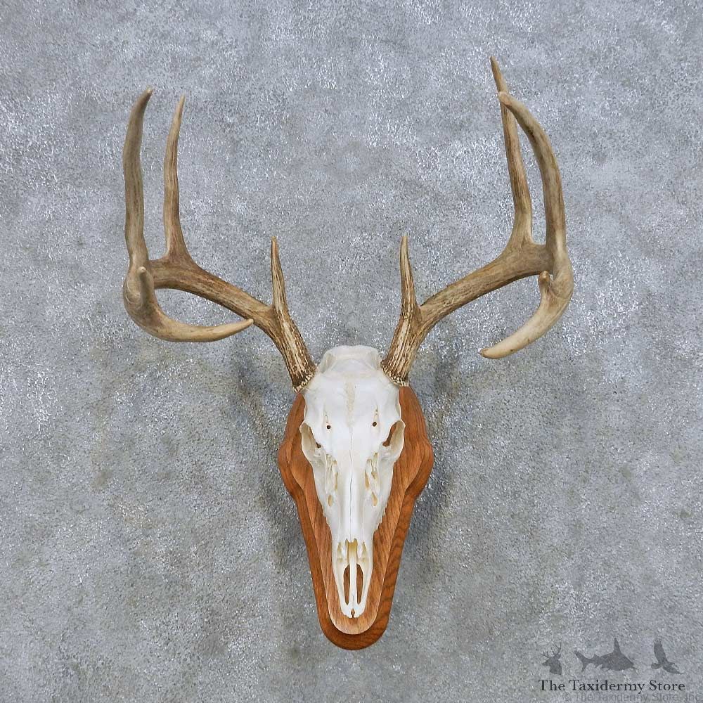 Whitetail Deer Skull European Mount For Sale #14646 @ The Taxidermy Store