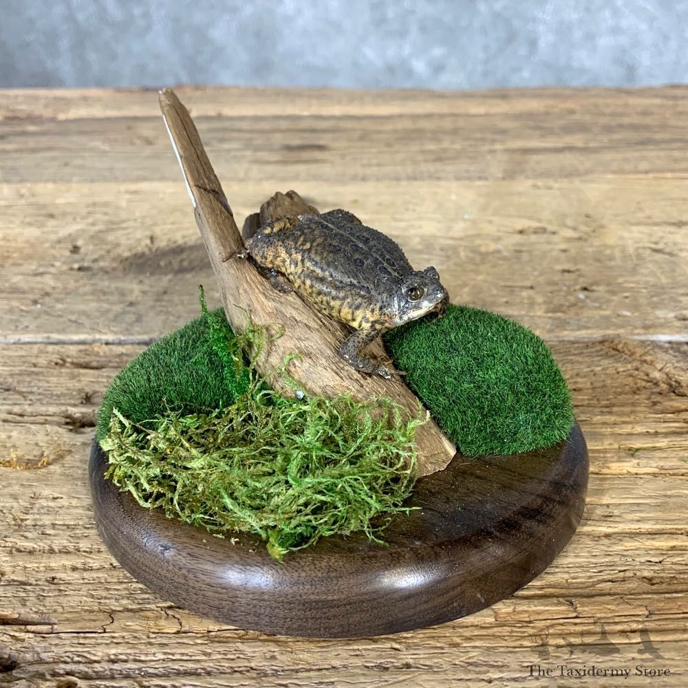 American Toad Taxidermy Mount For Sale #21378 @ The Taxidermy Store