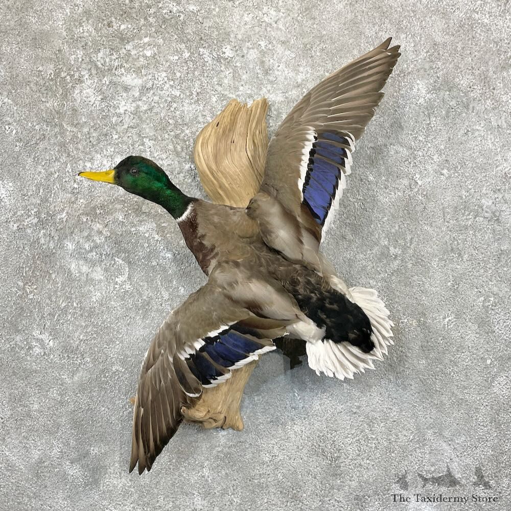 Mallard Duck Drake Mount For Sale #27836 @ The Taxidermy Store