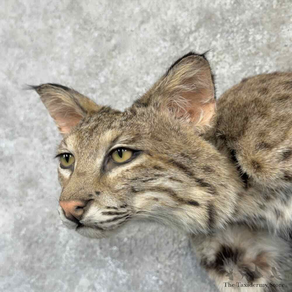 Bobcat Life Size Mount For Sale #32259 @ The Taxidermy Store