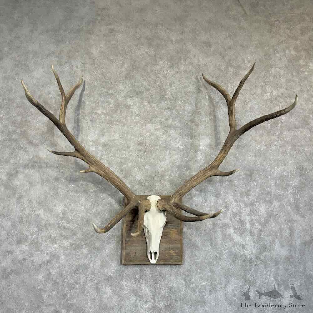 Rocky Mountain Elk Skull European Mount For Sale #31404 @ The Taxidermy Store
