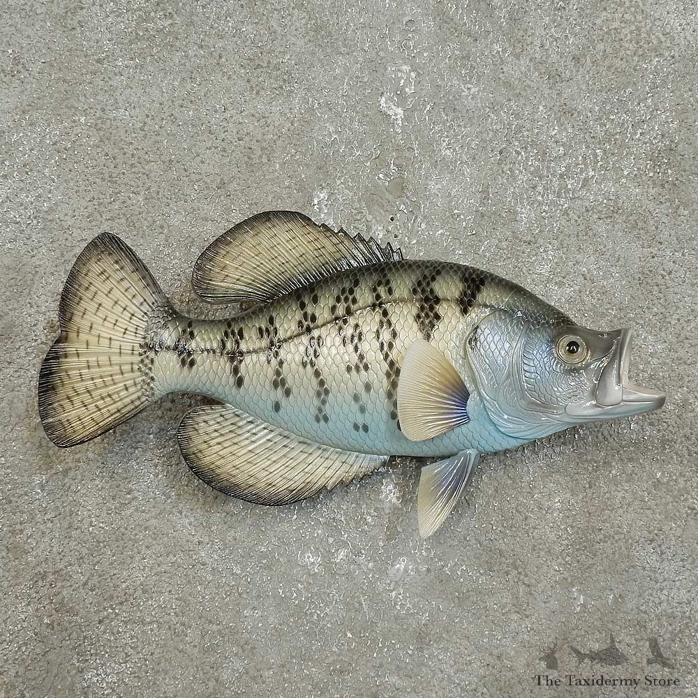 Replica Crappie Fish Mount For Sale #15920 @ The Taxidermy Store