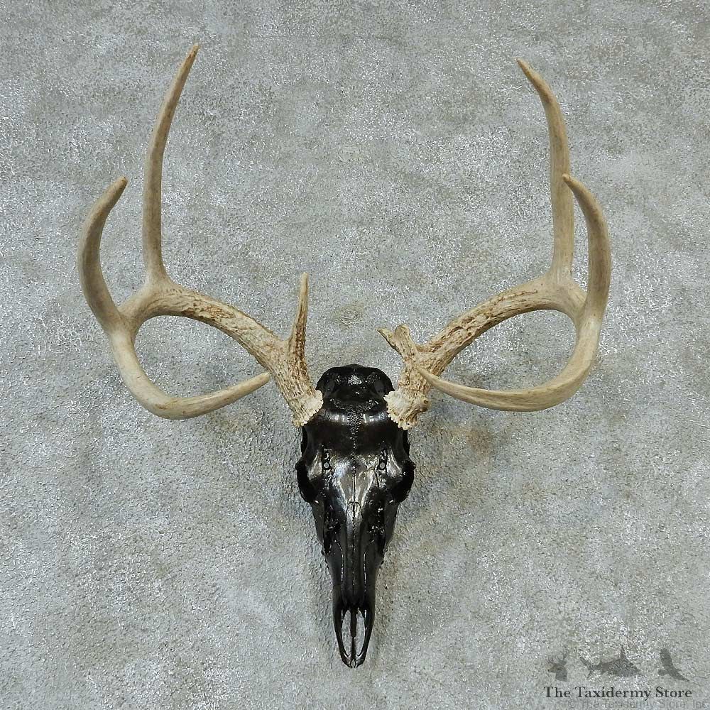 Whitetail Skull & Antlers Taxidermy Mount #13212 For Sale @ The Taxidermy Store