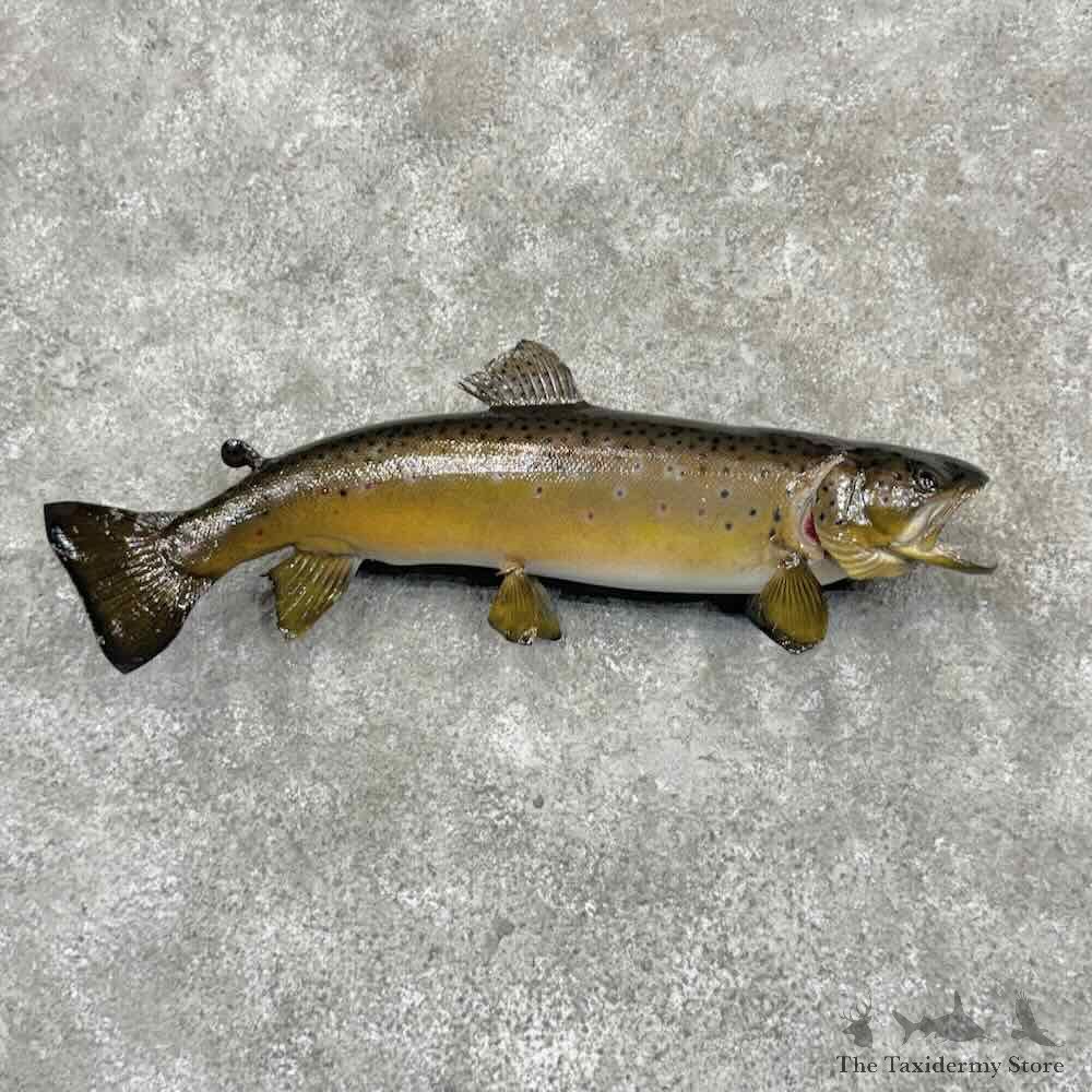 Brown Trout Fish Mount For Sale #32096 @ The Taxidermy Store