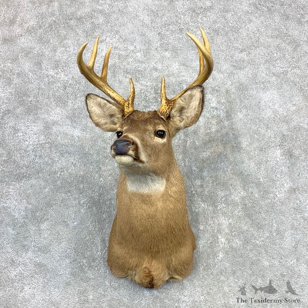 Whitetail Deer Taxidermy Shoulder Mount For Sale #23341 @ The Taxidermy Store