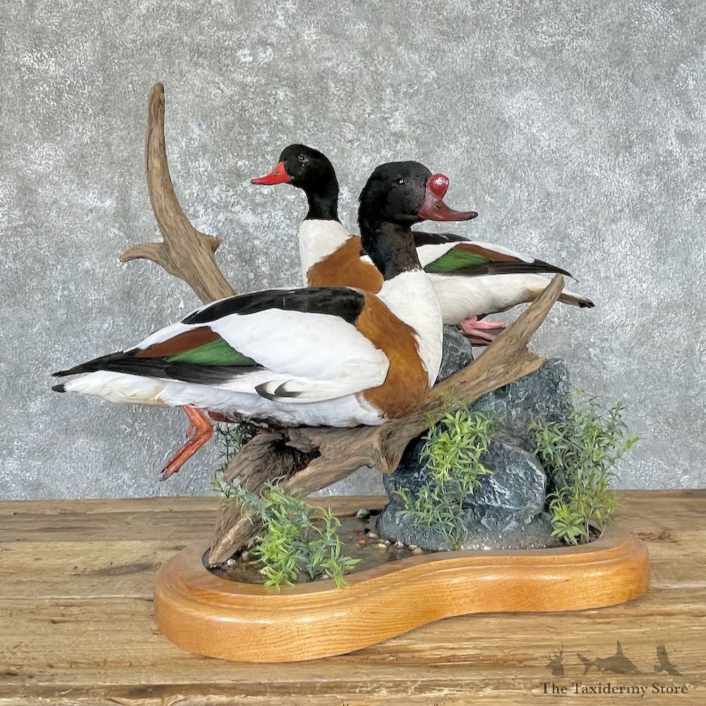 Common Shelduck Pair Bird Mount For Sale #26652 @ The Taxidermy Store