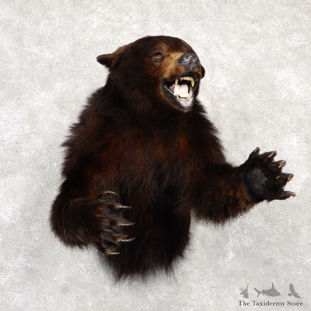 Black Bear 1/2-Life-Size Mount For Sale #18778 @ The Taxidermy Store