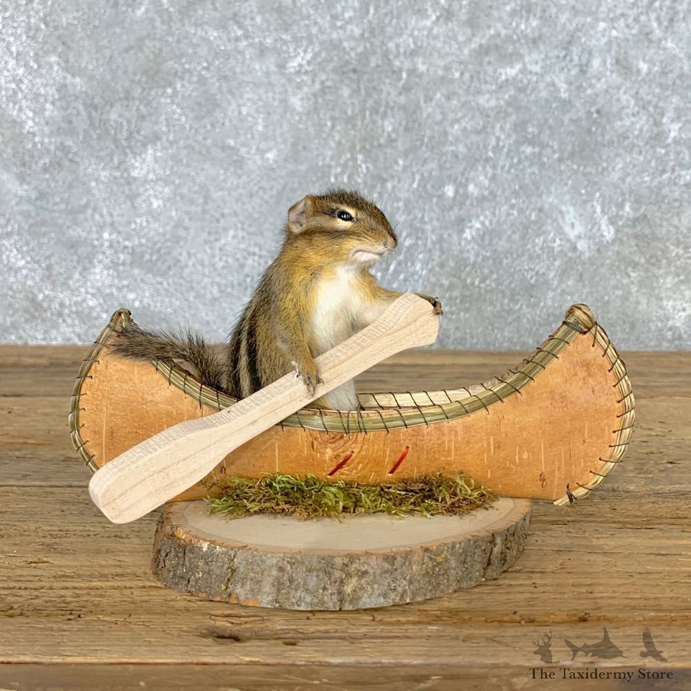 Canoe Chipmunk Novelty Mount For Sale #22612 @ The Taxidermy Store