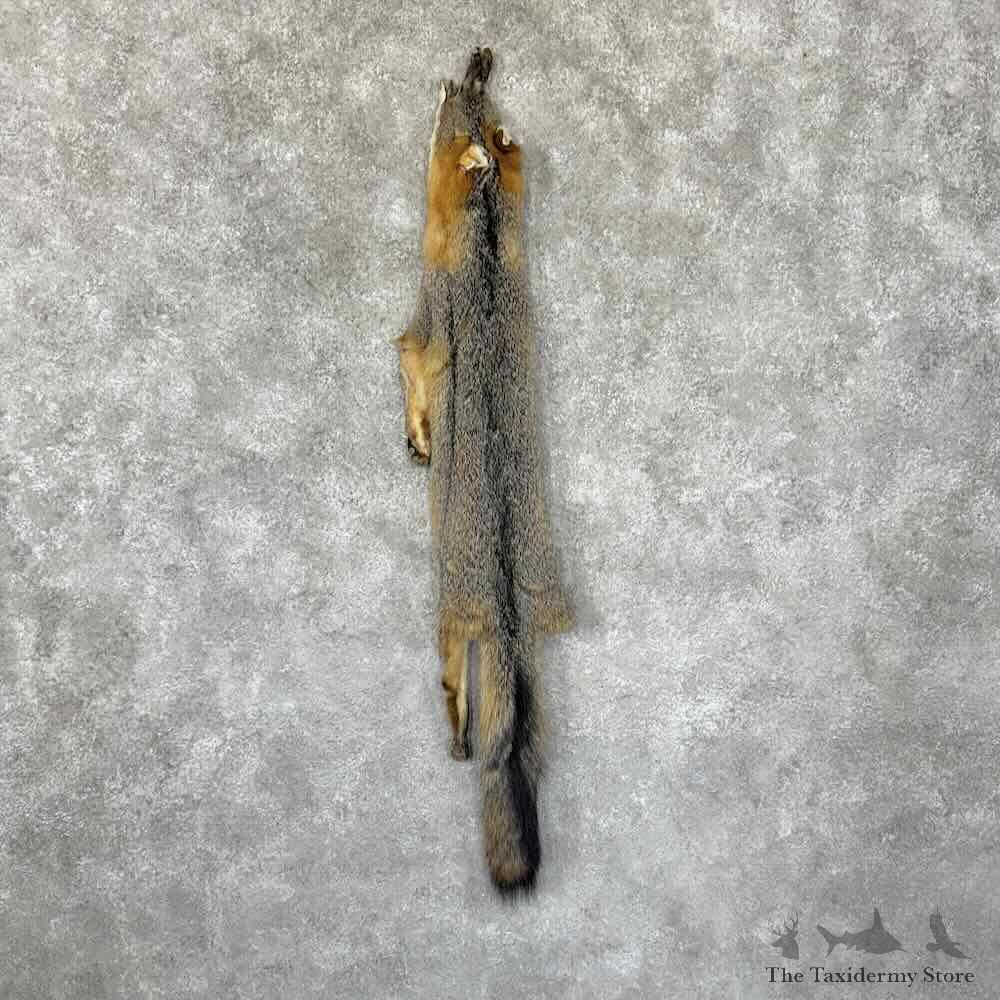 Grey Fox Tanned Hide For Sale #30961 @ The Taxidermy Store