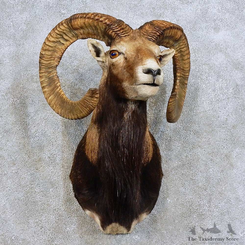 Mouflon Ram Shoulder Mount For Sale #15912 @ The Taxidermy Store