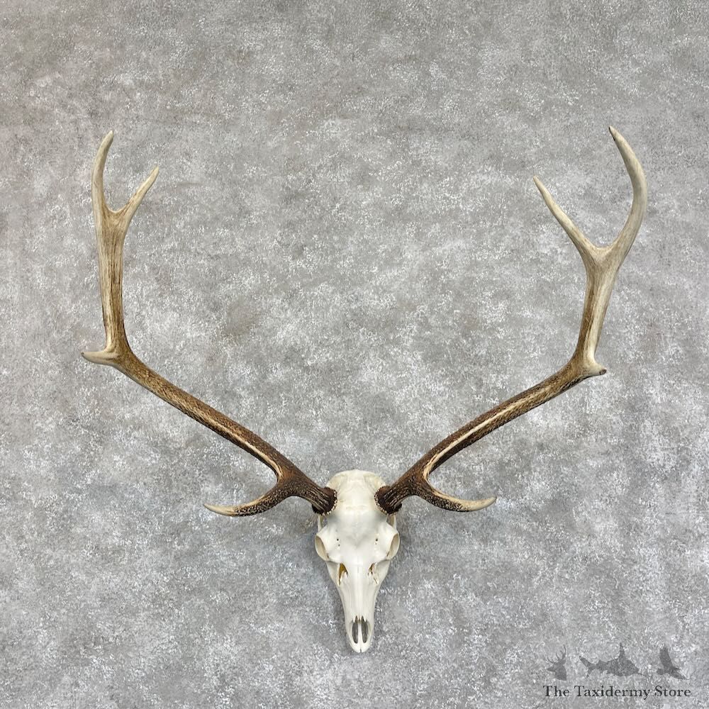 Sika Deer Skull & Antler European Mount For Sale #28068 @ The Taxidermy Store